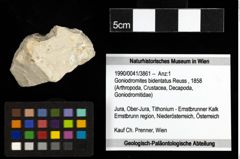 Foto (Objekt + Etiketten) von Goniodromites bidentatus (Reuss, 1858) 